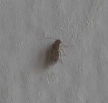 Insetti infestanti parete: Psocoptera